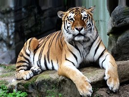 Tygr ussurijský v Zoologické zahrad� Olomouc