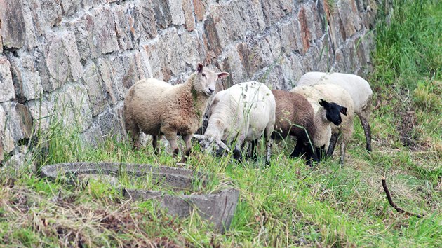 Stdo dvaceti ovc vypustily Lzesk lesy Karlovy Vary do ovocnho sadu se vzcnmi odrdami ten. Zvata tu spsaj trvu.