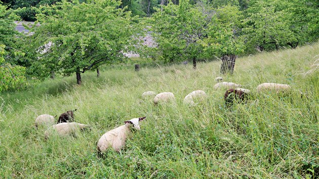 Stádo dvaceti ovcí vypustily Lázeňské lesy Karlovy Vary do ovocného sadu se vzácnými odrůdami třešní. Zvířata tu spásají trávu.