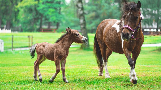 V marinskolzeskm parku miniatur Boheminium mohou lid vidt zstupce nejmenho plemene kon na svt American Miniature Horse.