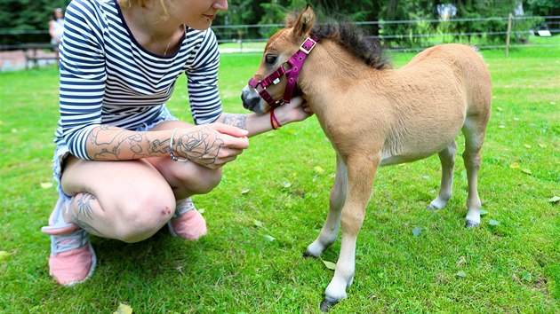 Daniela J�nsk�, o�et�ovatelka a Sofie (h��b�) plemene American Miniature Horse v parku Boheminium (27. �ervna 2020)