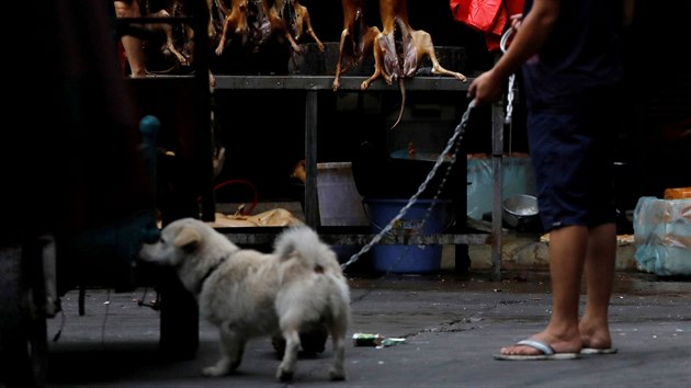 V Číně v pondělí začal nechvalně proslulý festival psího masa, který v minulosti přilákal tisíce návštěvníků. (21. června 2018)