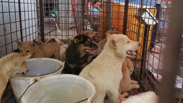 V Číně v pondělí začal nechvalně proslulý festival psího masa, který v minulosti přilákal tisíce návštěvníků. (22. června 2020)