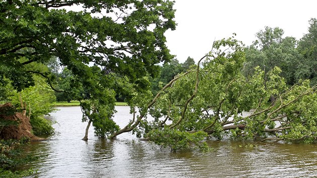 Vzrostlý dub se vyvrátil do rybníka v areálu zámku Čechy pod Kosířem. Břehy jsou ve špatném stavu.