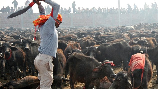 Masakr. Pi nboenskm festivalu padaj za obti bohyni Gadhimai  desetitisce zvat.