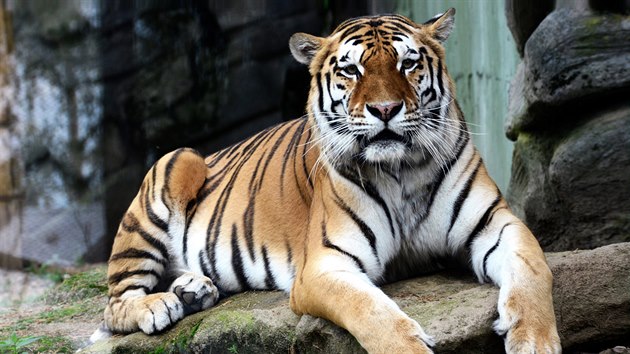 Tygr ussurijský v Zoologické zahradě Olomouc