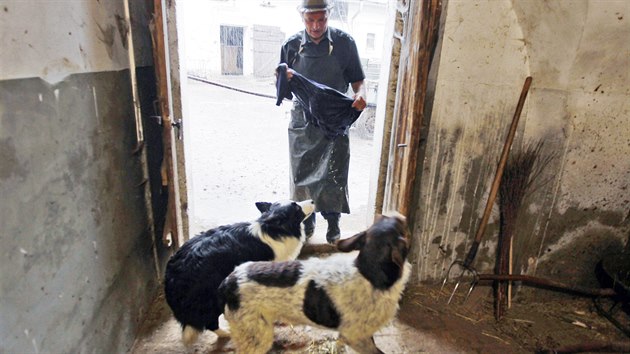 Hospodářství v Předboři hlídá jednapadesátiletému soukromému zemědělci Karlu Vrzáčkovi i několik psů. V maštali jsou jako doma.