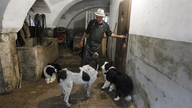 Hospodářství v Předboři hlídá jednapadesátiletému soukromému zemědělci Karlu Vrzáčkovi i několik psů. V maštali jsou jako doma.