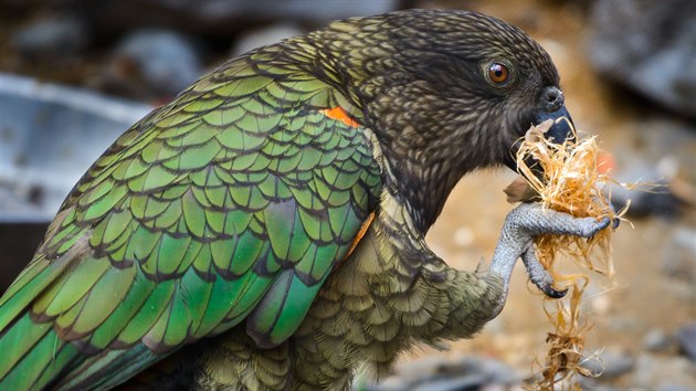 Snímek dospělého papouška nestor kea, zlínská zoo je chová od roku 2004.