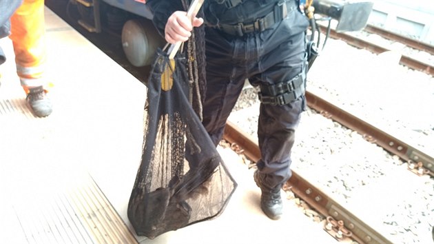 Hlídka plzeňských strážníků odchytávala na vlakovém nádraží pávici. Přijela na podvozku lokomotivy.
