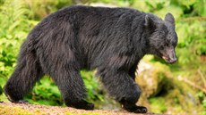 Medvd baribal, zvaný také medvd erný, je stedn velký druh medvda, který...