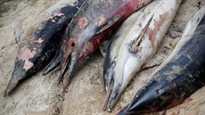 Mrtví delfíni na francouzské plái. (11. února 2020)