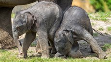 V pražské zoo uhynula slonice Amalee.