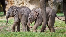 V praské zoo uhynula slonice Amalee.