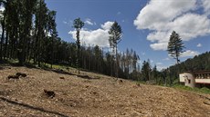 Sdružení přátel Jaroslava Foglara nabídlo, že na opětovné zalesnění Sluneční zátoky přispěje a se sázením pomůže. Majitelé lesů jejich pomoc ale odmítají.