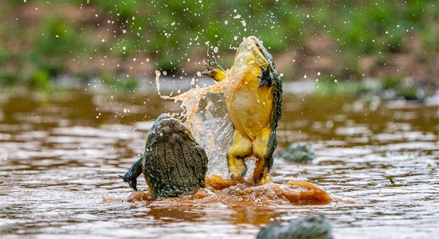 OBRAZEM: Nelítostní žabáci. Jejich urputná bitka je jiu-jitsu ve vodě