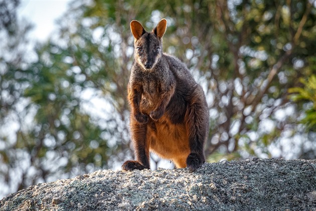 Na záchranu zvířat v Austrálii přispěla sbírka Zoo Praha už 22 miliony