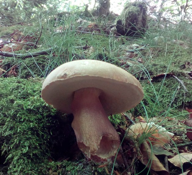 V ervnu nacházeli houbai v lesích také docela hodn hib. Te doufají, e...