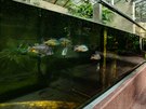 Krlovdvorsk safari park otevel nov opraven pavilon Vodn svty (15. 6....