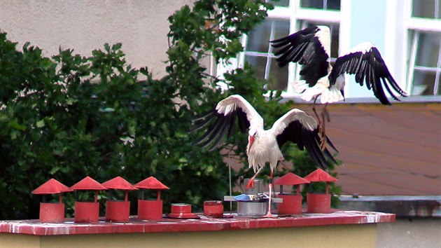 Čapí mláďata, jejichž rodinka se usadila na komíně nad chebským hypermarketem, se učí létat.