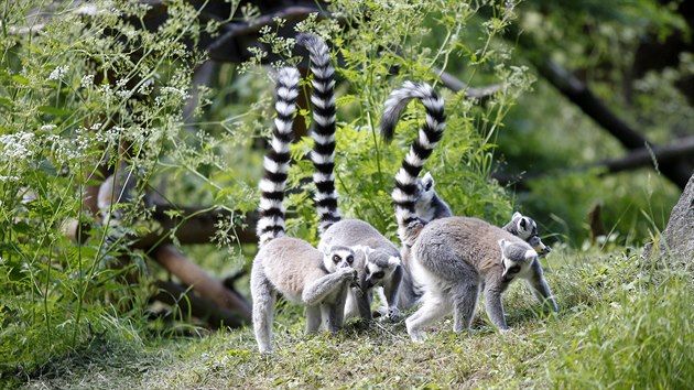 Obdivovat můžete i rodinku lemurů kata. Nejmenší mláďata uvidíte, jak se vozí na hřbetech svých rodičů.