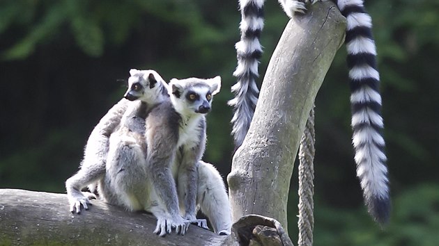 V jihlavské zoo aktuálně můžete obdivovat i rodinku lemurů kata. Nejmenší mláďata uvidíte, jak se vozí na hřbetech svých rodičů.