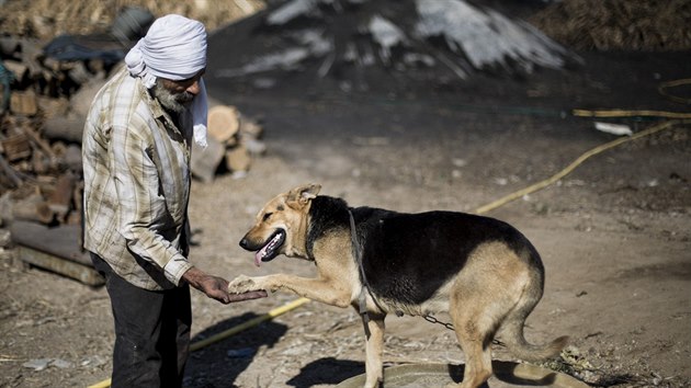 Palestinsk dlnk Abu Ashraf al-Hattab si hraje se psem ve vrobnm zazen al-Hattab severn od msta Gaza. (11. ervence 2018)