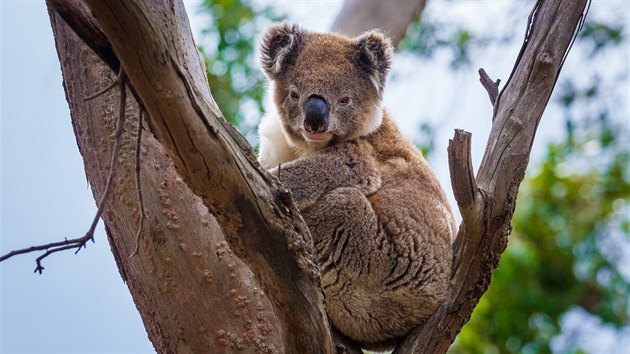 Koala medvídkovitý se sice stal symbolem pomoci australským zvířatům postiženým požáry, ale nebyl jediný. Stejně tak nešlo pouze o jednorázovou pomoc, ale také o dlouhodobou podporu kroků vedoucích k ochraně celé řady ohrožených druhů. Pro tyto účely budou prostředky získané sbírkou Zoo Praha využívány po dobu několika let.