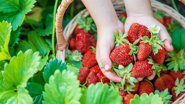 Čerstvě natrhané jahody mají samozřejmě nejvyšší obsah vitaminů a dalších prospěšných látek.