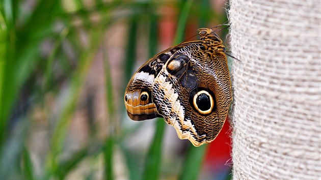 V prostoru obchodní pasáže Rozkvět v Brně je otevřena nová tropická zahrada Papilonia. Návštěvníci tady uvidí stovky motýlů z Oceánie, Amazonie, střední Ameriky nebo Afriky.