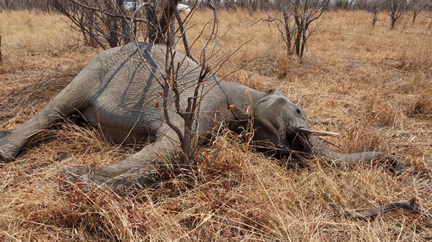 Vce ne 350 slon zemelo od kvtna na severu africk Botswany.