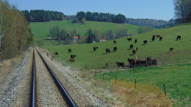 Pod horami trať vede kolem pastvin s dobytkem.