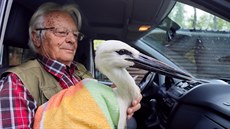 Ornitolog Dětmar Jäger veze mládě čápa po rekonvalescenci na louku u Třebeně....