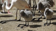 V zoologické zahrad jsou u návtvník oblíbená pedevím mláata. I ta tam...