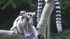 V jihlavské zoo aktuáln mete obdivovat i rodinku lemur kata. Nejmení...