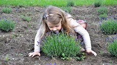 Levandulím se na farm� v Raspenav� dob�e da�í. Na snímku dcera Adély Roubí�kové...