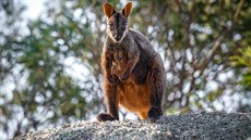 Ve stát Victoria je jiní klokan skalní azen mezi kriticky ohroené druhy....