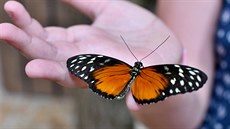 V prostoru obchodn� pas�e Rozkv�t v Brn� je otev�ena nov� tropick� zahrada...