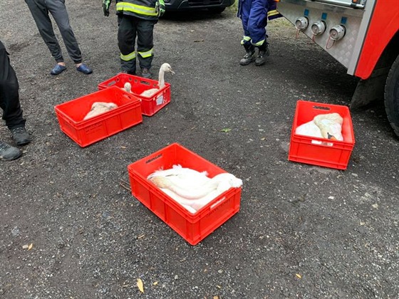 Na Chlumeckém rybníku hasii zachraovali polomrtvé labut.