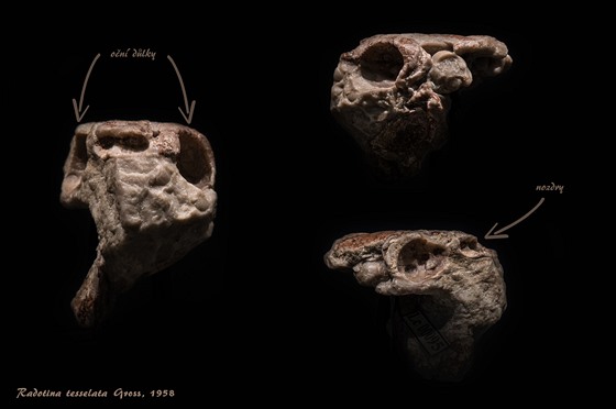 Zkamenlá lebka elistnatého obratlovce stará pes 400 milion let, kterou...