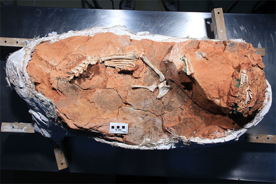 Fosilie vývojově primitivního sauropodomorfa druhu Buriolestes schultzi,...