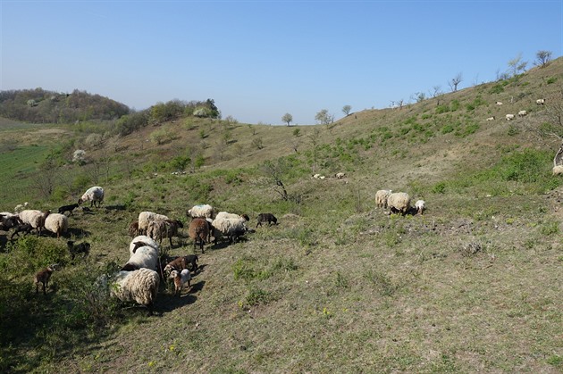 V minulosti tanky a dnes ovce a kozy pomáhají udret na Blanském chlumu u Loun...