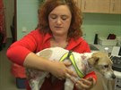 Týraného psa Artue zachránila pée veterináky.