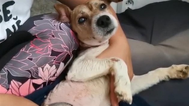 Týraného psa Artuše zachránila péče veterinářky.