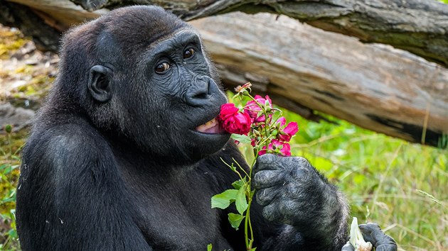 Nuru má sice plné ruce nasbíraných kousků zeleniny, ale nejprve si pochutnává na růži. Nejlepší čas, kdy lze vidět skupinu goril nížinných venku, je po 15. hodině, kdy dostávají krmení. 