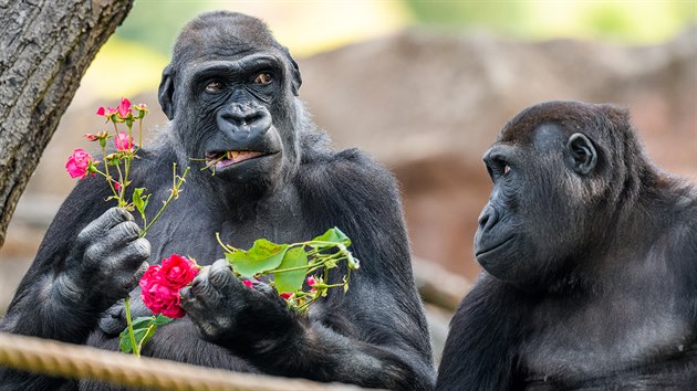 Na šlechtěných a voňavých růžích, samozřejmě chemicky neošetřených, si gorily pochutnávají natolik, že z nich nenechají ani okousanou větvičku. Vlevo samice Kijivu, vpravo její syn Nuru.
