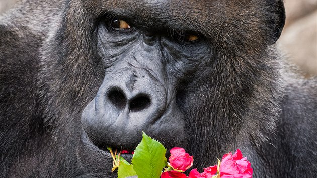 I kdy� Richard mo�n� vypad� s r��� jako romantik, r��e mu prost� jenom chutnaj�. Jako ostatn� t�m�� cokoliv.