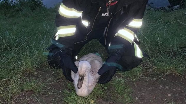 Dvakrát tento týden vyjížděli hasiči z Chlumce na Ústecku na místní rybník. Byli vysláni na záchranu labutí. Těžko však hledali, kdo by jim polomrtvými zvířaty pomohl.