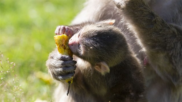 tyi mlata jsou nyn k vidn ve vbhu makak v olomouck zoologick zahrad. Ti se narodila v ervnu, to zatm posledn v ptek 10. ervence.