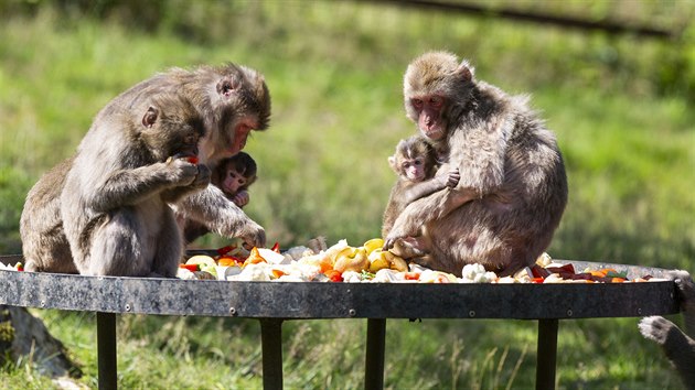 Čtyři mláďata jsou nyní k vidění ve výběhu makaků v olomoucké zoologické zahradě. Tři se narodila v červnu, to zatím poslední v pátek 10. července.